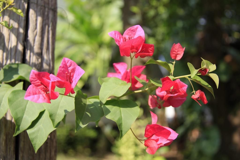 Fruit Tree Lodge Ko Lanta Kültér fotó